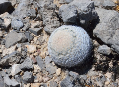 Mammillaria lasiacantha