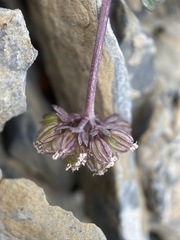 Cymopterus goodrichii