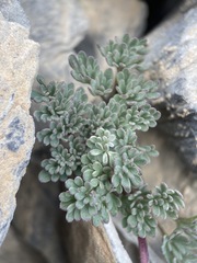 Cymopterus goodrichii