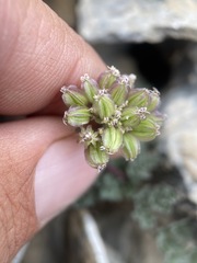 Cymopterus goodrichii