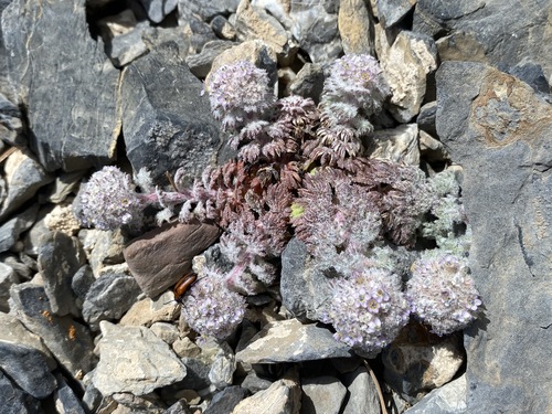 Ipomopsis congesta ssp. nevadensis