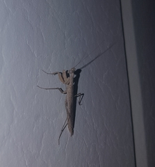 Mantidae
