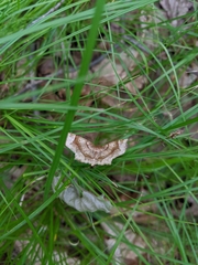 Metarranthis hypochraria