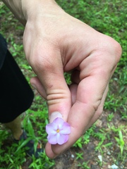 Phlox glaberrima