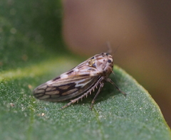 Agallia consobrina