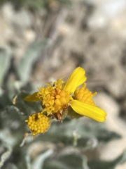 Packera werneriifolia