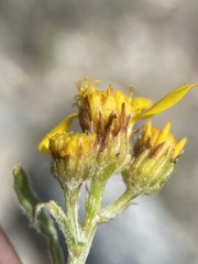 Packera werneriifolia