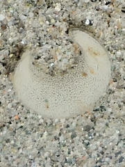 Onchidoris bilamellata