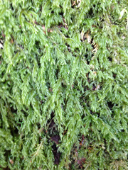 Pseudisothecium cardotii