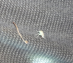 Coniatus splendidulus