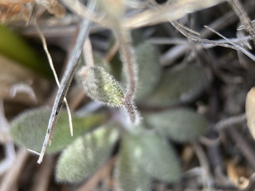 Image of Draba arida by (c) Matt Berger, some rights reserved (CC BY)