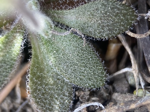 Image of Draba arida by (c) Matt Berger, some rights reserved (CC BY)