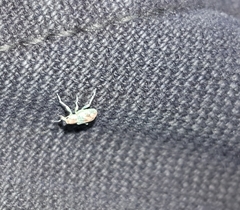 Coniatus splendidulus