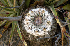Mammillaria lloydii