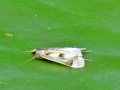 Parapoynx maculalis