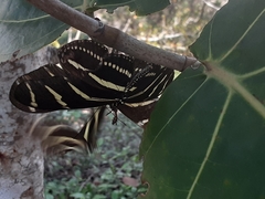 Heliconius charithonia