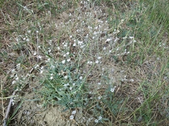 Gypsophila acutifolia