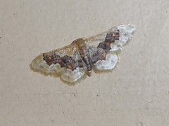 Idaea gemmata