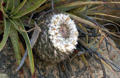 Mammillaria lloydii