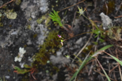 Phemeranthus rugospermus