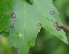 Sphaerulina aceris