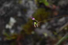 Phemeranthus rugospermus