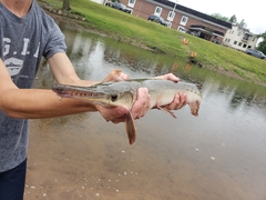 Lepisosteus platostomus