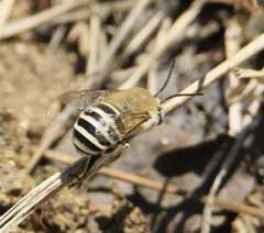 Anthophora montana