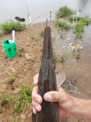 Lepisosteus platostomus