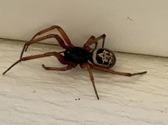Steatoda nobilis
