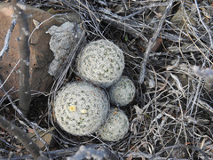 Mammillaria magallanii