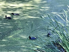 Fulica americana americana