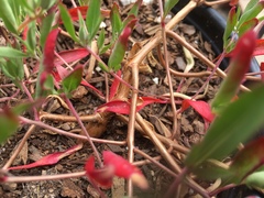 Clarkia speciosa immaculata