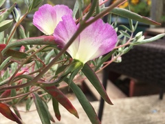 Clarkia speciosa immaculata
