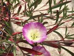 Clarkia speciosa immaculata