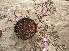 Clarkia speciosa immaculata