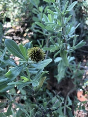 Borrichia frutescens image