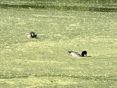Fulica americana americana