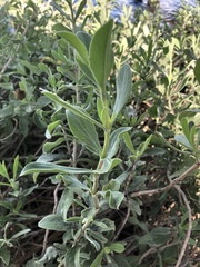 Borrichia frutescens