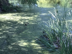 Fulica americana americana