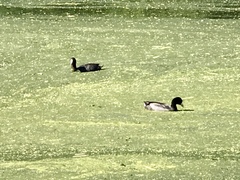 Fulica americana americana