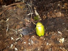 Chrysina