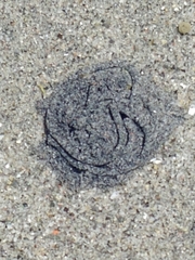 Abarenicola pacifica