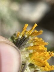 Eriophyllum lanatum integrifolium