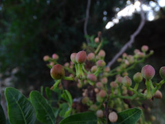 Pistacia atlantica