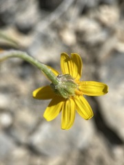 Eriophyllum lanatum integrifolium