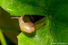 Helicarion perfragilis