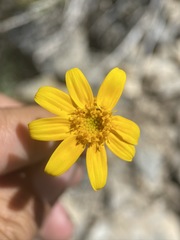 Eriophyllum lanatum integrifolium
