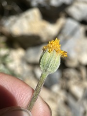 Eriophyllum lanatum integrifolium