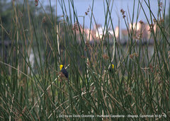 Chrysomus icterocephalus bogotensis